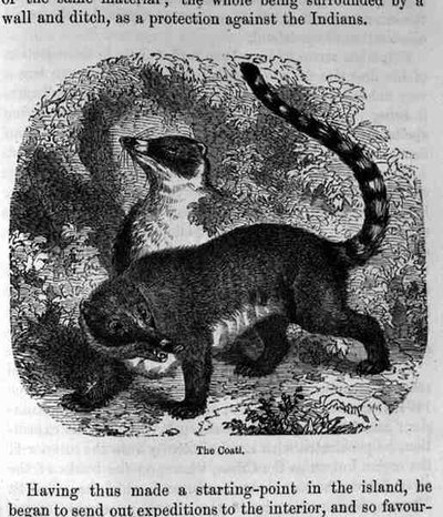 Il Coati, da Santo Domingo Passato e Presente di Samuel Hazard, pub. 1873 da English School