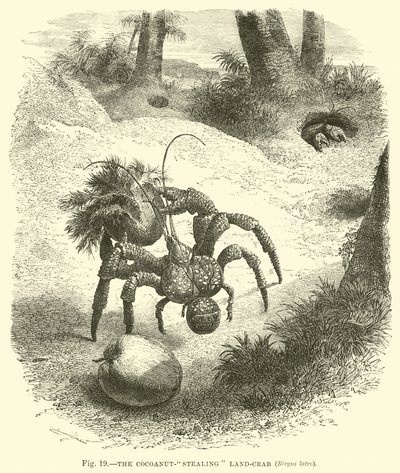 Il granchio ladro di cocco, Birgus latro da English School