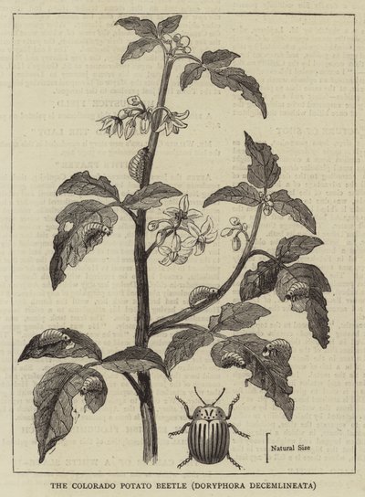 Il coleottero della patata del Colorado, Doryphora decemlineata (incisione) da English School