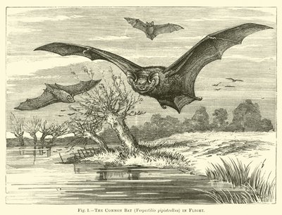 Il pipistrello comune, Vespertilio pipistrellus, in volo da English School