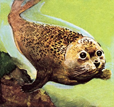 La foca comune da English School