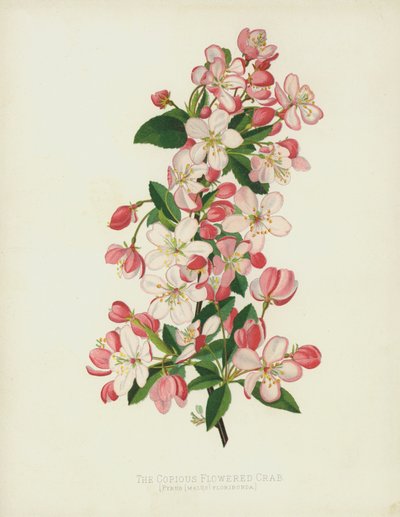 Pyrus (Malus) Floribunda da English School