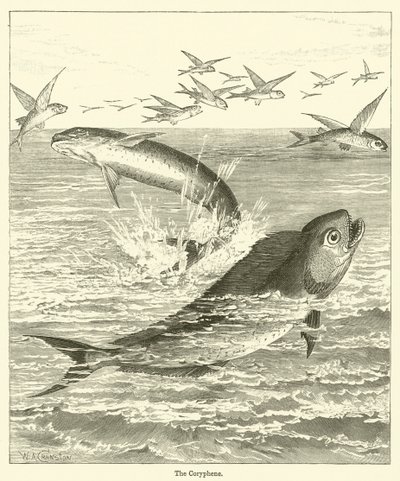 La Coryphene da English School