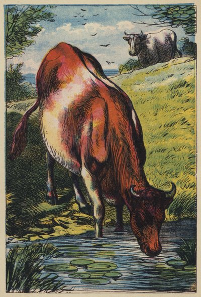 La mucca da English School