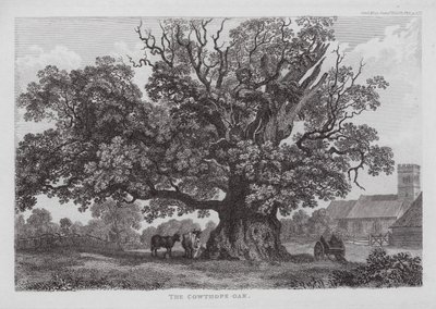 La quercia di Cowthope (incisione) da English School