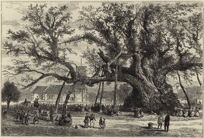 La quercia di Cowthorpe da English School