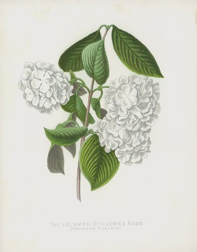 La rosa di Gueldres increspata, Viburnum Plicatum; var Dilatata da English School