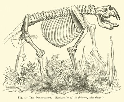 Il Diprotodonte da English School