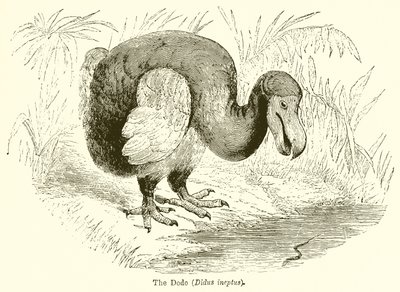 Il Dodo (Didus Ineptus) da English School