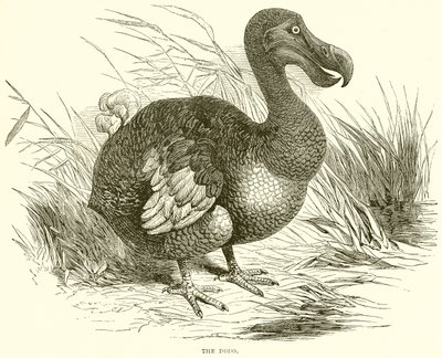 Il dodo da English School