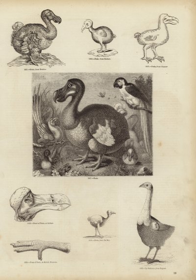 Il Dodo da English School