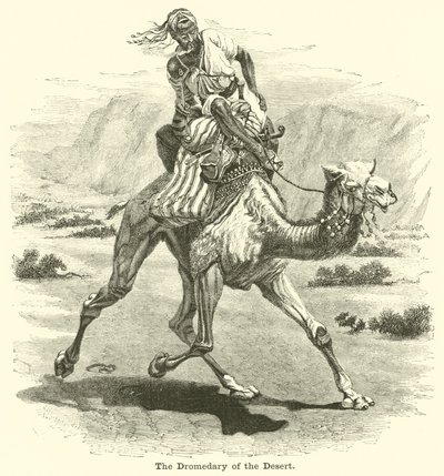 Il dromedario del deserto da English School
