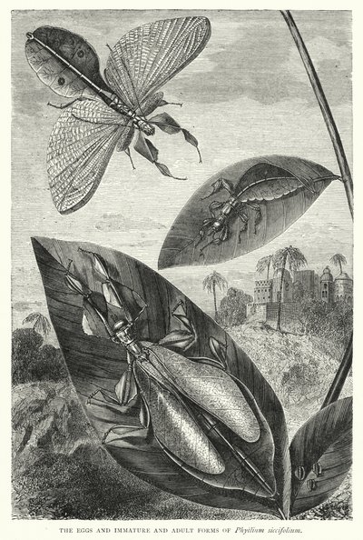 Le uova e le forme immature e adulte di Phyllium siccifolium da English School