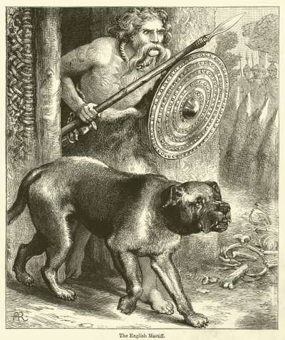 Il mastino inglese (incisione) da English School