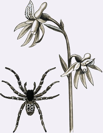 Il ragno Eresus e una rara Radice di Corallo Speronata o Orchidea Fantasma da English School