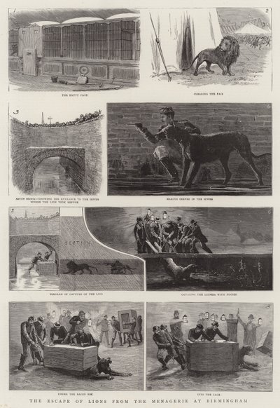 La fuga dei leoni dal menagerie a Birmingham da English School