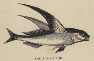Il pesce volante da English School