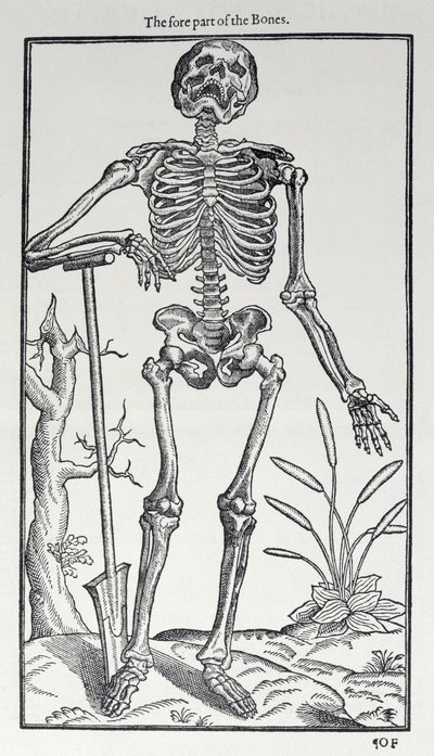 Parte anteriore delle ossa, tavola da The Historie of Man pubblicato da John Banister, 1578 da English School