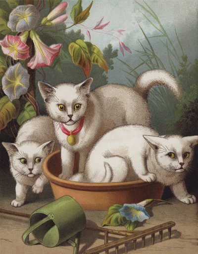 I gattini spaventati da English School