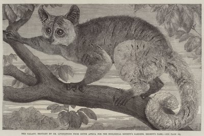 Il Galago, portato dal Dr Livingstone dal Sud Africa per i Giardini della Società Zoologica, Regent