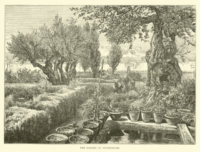 Il Giardino del Getsemani da English School