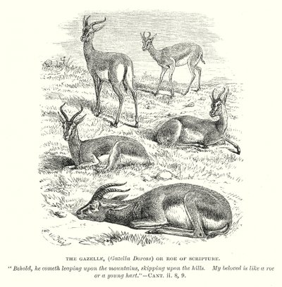 La gazzella (Gazella Dorcas) o il capriolo della Scrittura (incisione) da English School