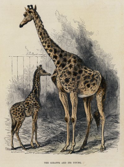 La giraffa e il suo piccolo da English School