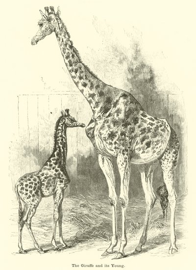 La giraffa e il suo piccolo da English School