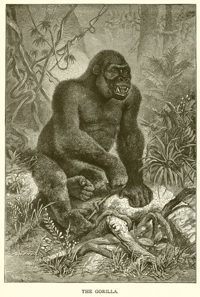 Il Gorilla da English School