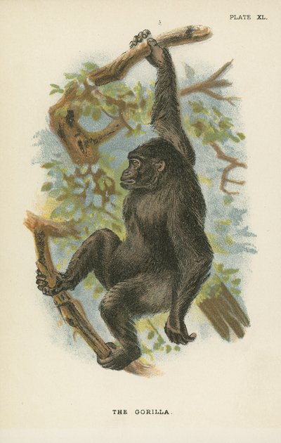 Il Gorilla da English School
