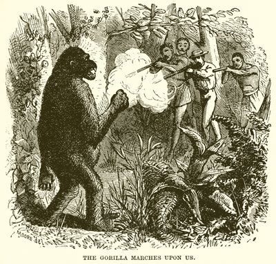 Il gorilla marcia verso di noi da English School