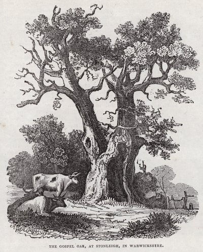 La Quercia del Vangelo, Stonleigh, Warwickshire (incisione) da English School