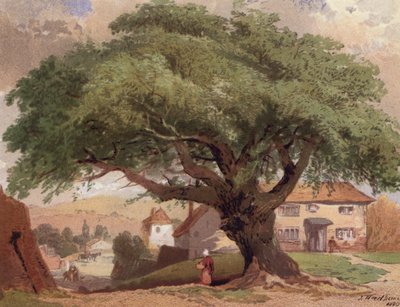 Il grande frassino, scena nel Surrey da English School