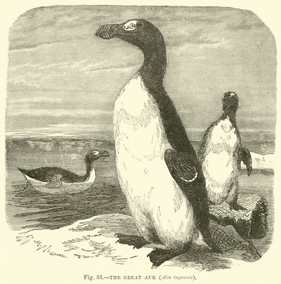 La grande alca, Alca impennis da English School