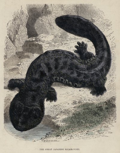 La grande salamandra giapponese da English School