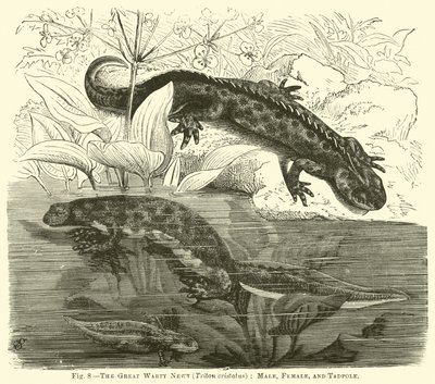 Il grande tritone crestato (Triton cristatus), maschio, femmina e girino da English School