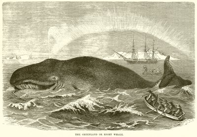 La balena della Groenlandia o balena franca da English School