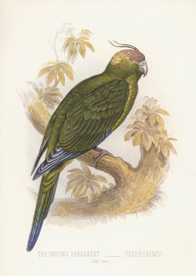 Il parrocchetto terricolo, Pezoporinus da English School