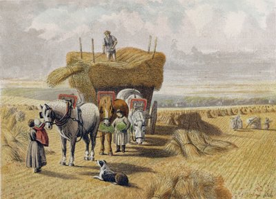 Il campo di raccolta da English School