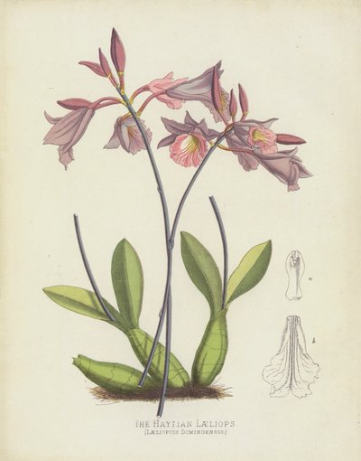 La laeliopsis haitiana, Laeliopsis Domingensis da English School