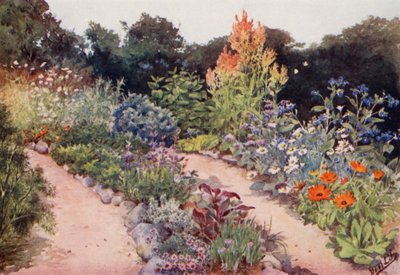 Il giardino delle erbe: Bordure di erbe a giugno da English School