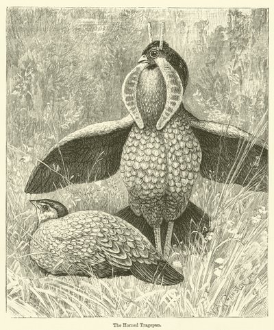 Il Tragopan cornuto (incisione) da English School