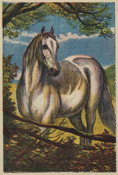 Il Cavallo da English School