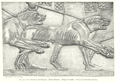 I segugi di Assurbanipal. British Museum (incisione) da English School