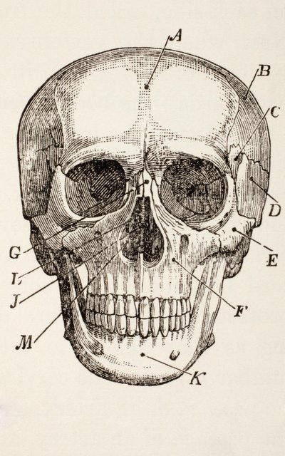 Il cranio umano, c.1890 da English School
