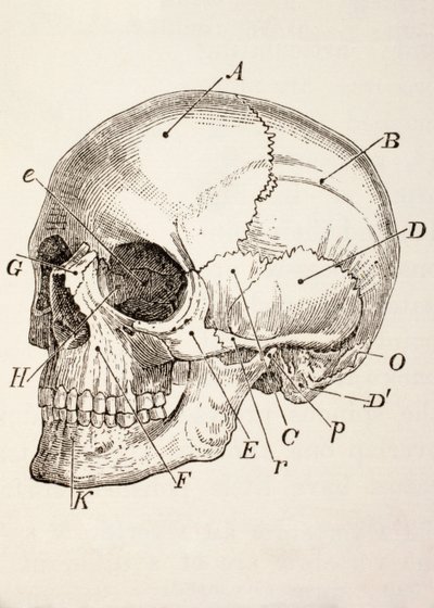 Il cranio umano, c.1890 da English School