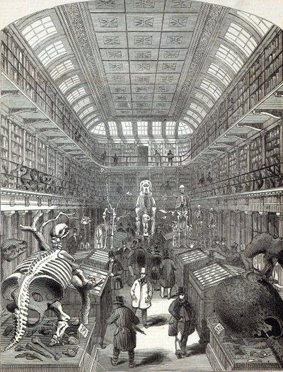 Il Museo Hunterian, al Royal College of Surgeons, da 
