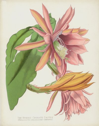 Phyllocactus Speciosissimo-Crenatus da English School