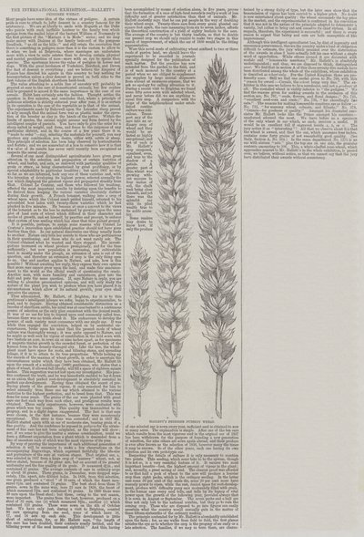 Esposizione Internazionale, il Grano di Razza di Hallett (incisione) da English School