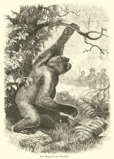Il re dei gorilla da English School